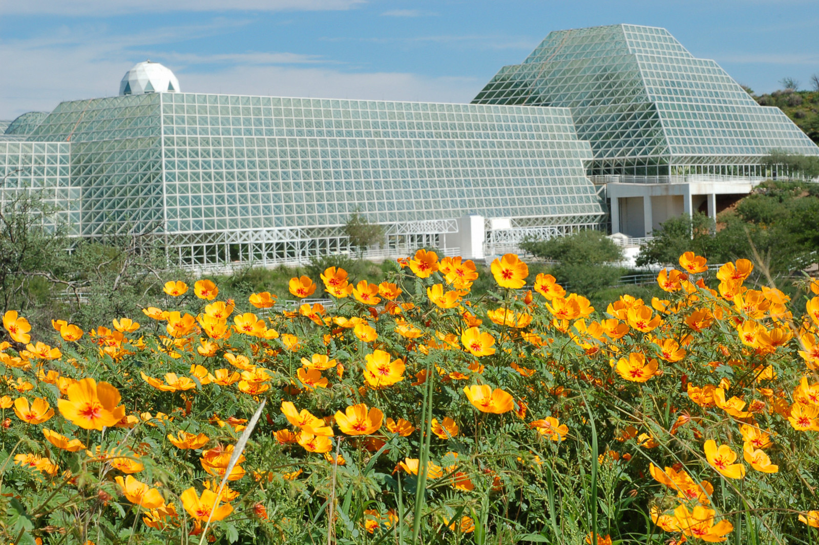 A field of wildflowers in front of Biosphere 2