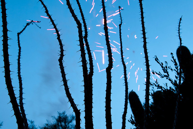 Ocotillo silhouetted by fireworks