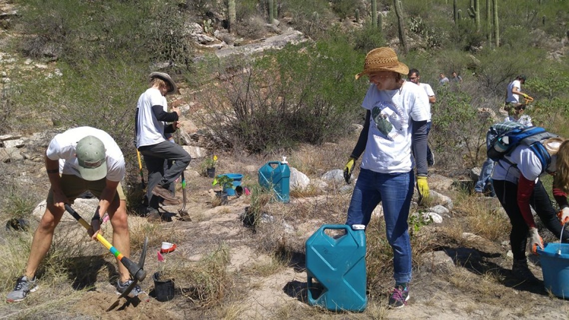 Coverdell Fellows help restoration efforts in Sabino Canyon with Sky Island Alliance