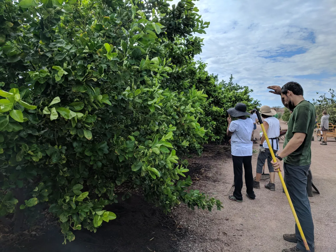 Coverdell Fellows fertilize crops at Mission Garden