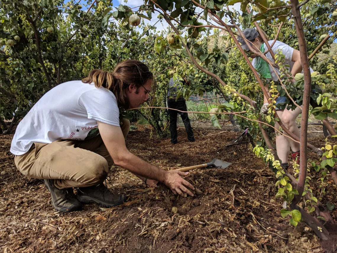 Coverdell Fellows fertilize crops at Mission Garden