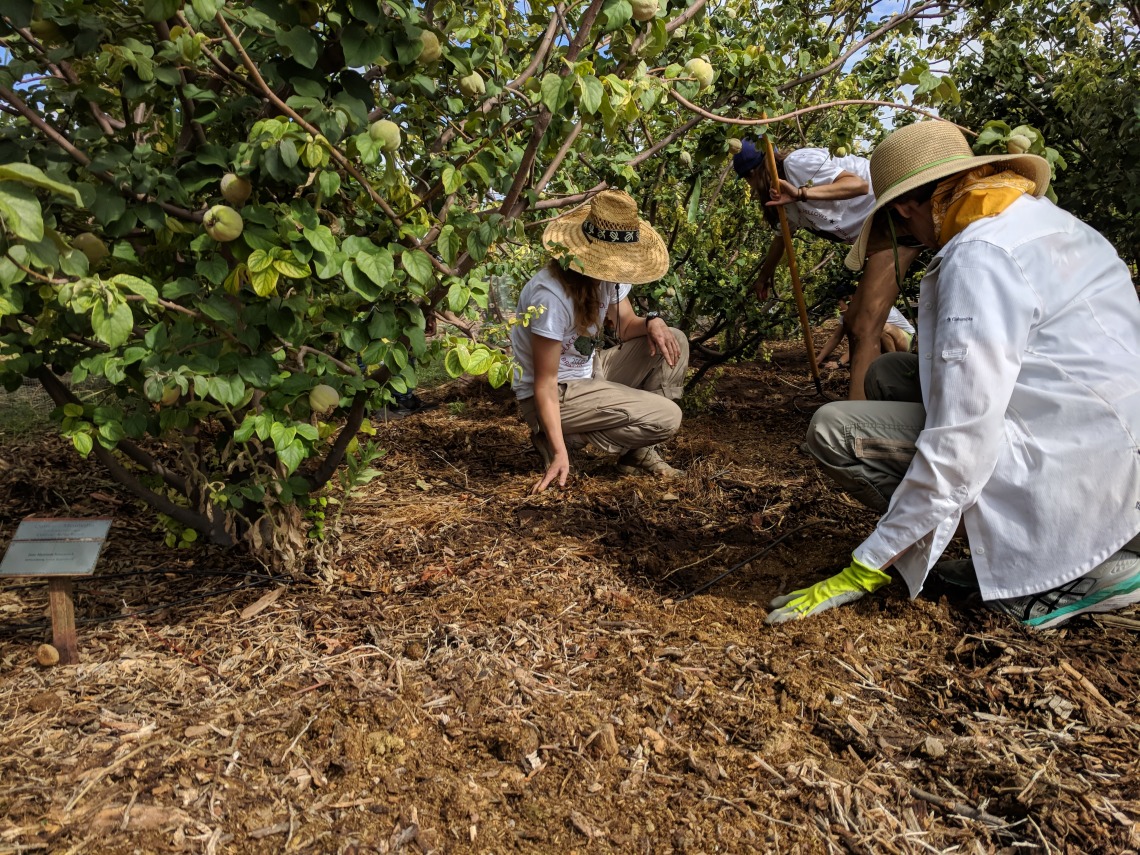 Coverdell Fellows fertilize crops at Mission Garden